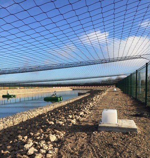 Anti Bird Net Cambridge Airport